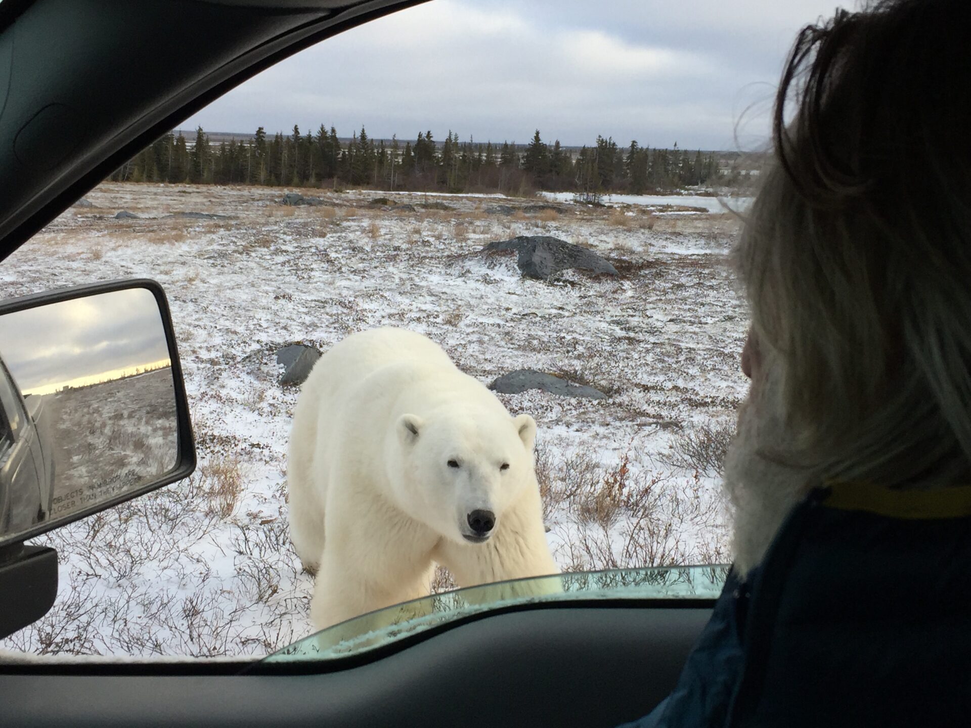 A polar bear standing beside a pickup truck in the tundra.