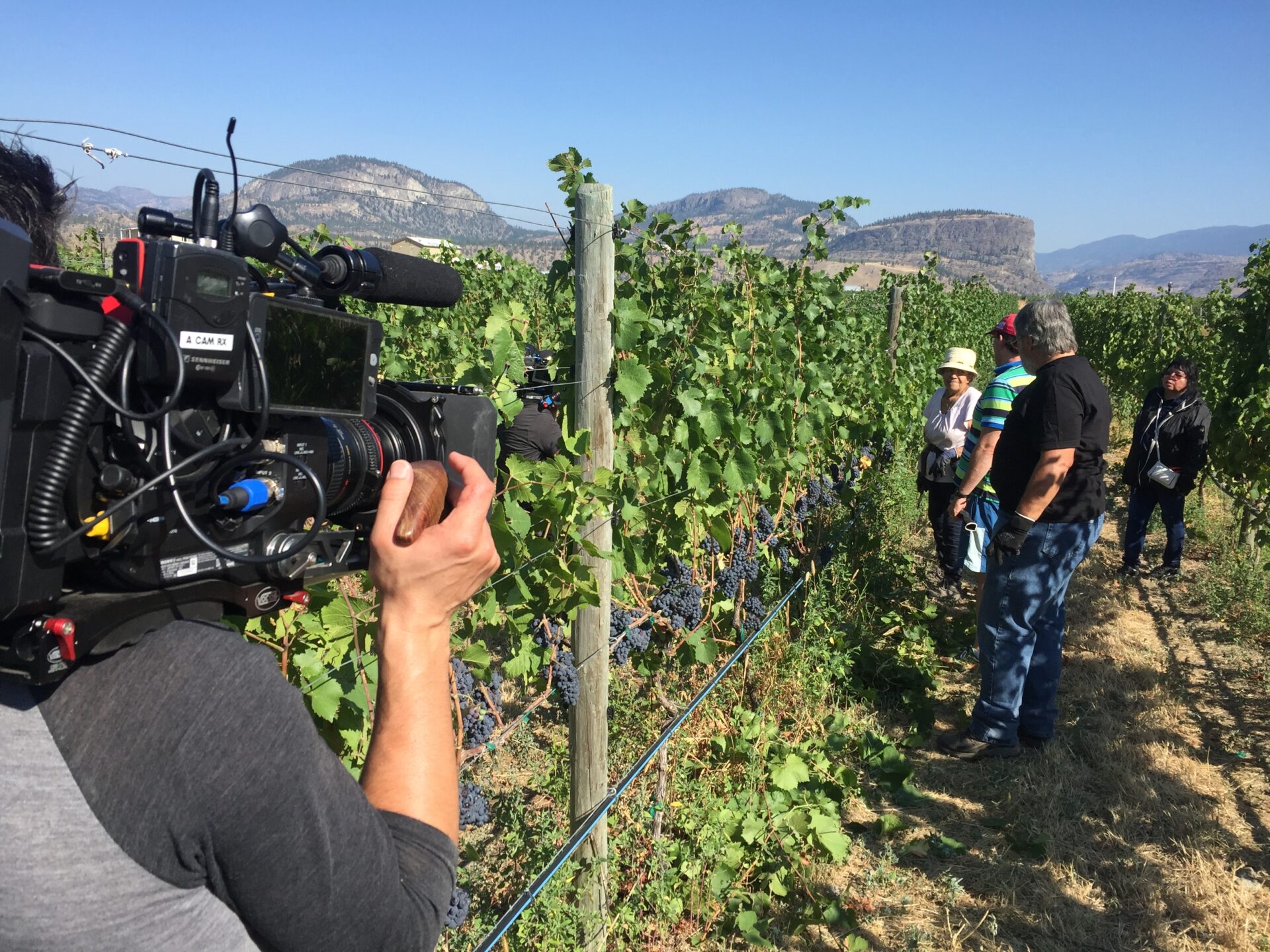 Filming in a grape vineyard.